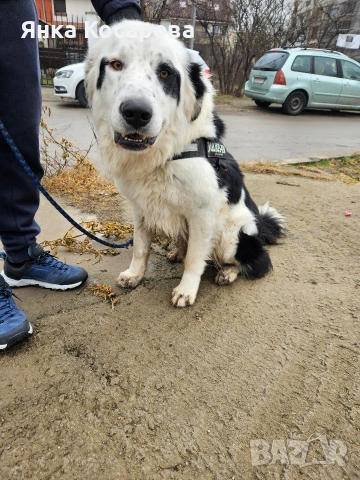 Младо куче търси своя дом!, снимка 3 - Други - 52008103