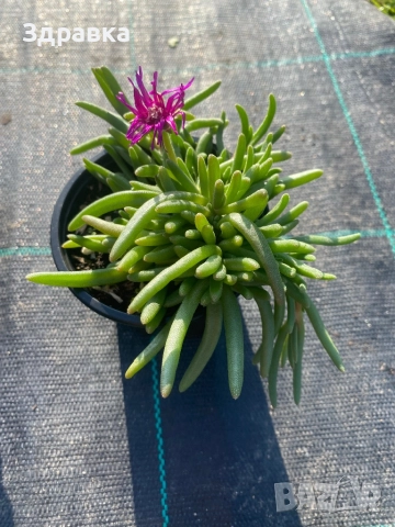 7цвята делосперма , снимка 6 - Градински цветя и растения - 45573224