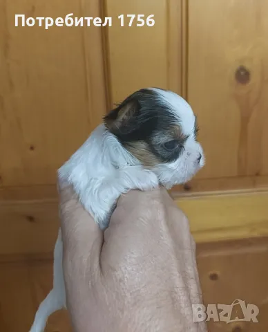 Бивер, малко мини момченце, снимка 1