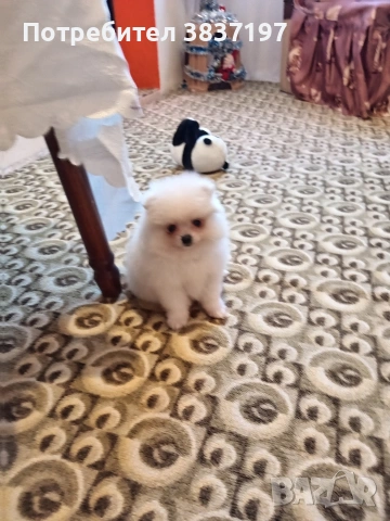 2 момичета и 2 момчета , снимка 6 - Померан - 53721791