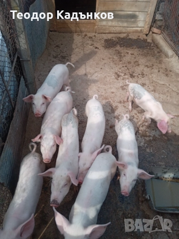 Продавам свиня с прасенца!, снимка 1