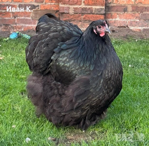 Продавам черен Орпингтон. , снимка 11 - Кокошки и пуйки - 53829349