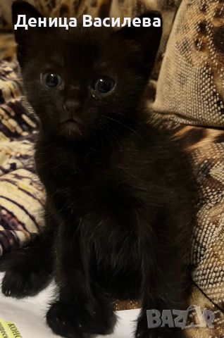 Подарявам мъжко черно котенце, снимка 1 - Други - 46437359