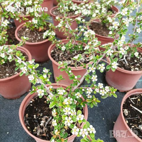 Котонеастър Мажор, Cotoneaster Dammeri Major, снимка 7 - Градински цветя и растения - 39310369