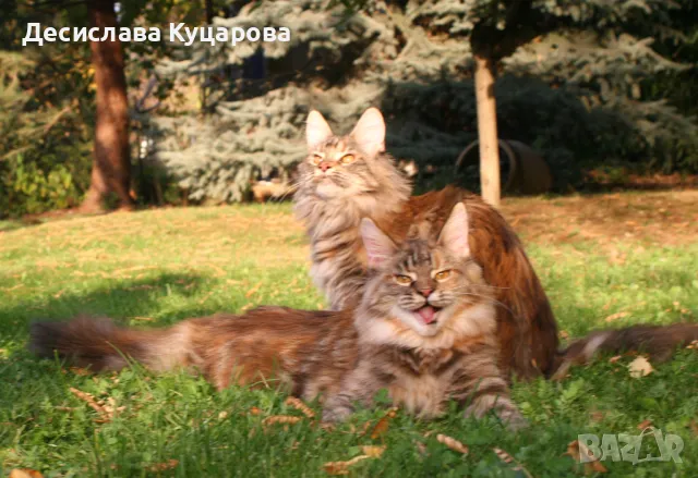 Мейн Куун (Maine Coon), снимка 12 - Мейн кун - 46645760