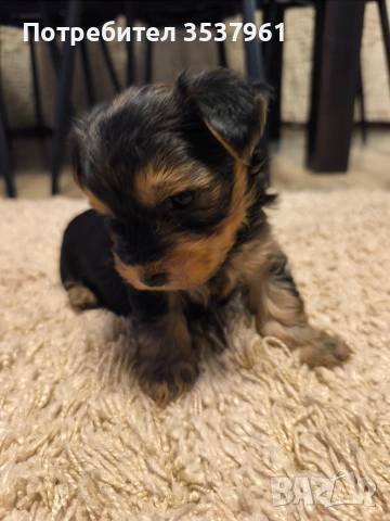 Йорки, снимка 4 - Йоркширски териер - 54118262