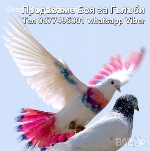 Професионална Испанска Боя за Гълъби 