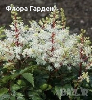 ХОСТА, АСТИЛБЕ - Коренища/ ПРЕДВАРИТЕЛНИ ПОРЪЧКИ, снимка 17 - Градински цветя и растения - 49488937