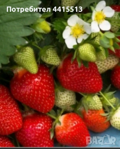 Разсад Ягоди и Малини, снимка 4 - Градински цветя и растения - 54187219