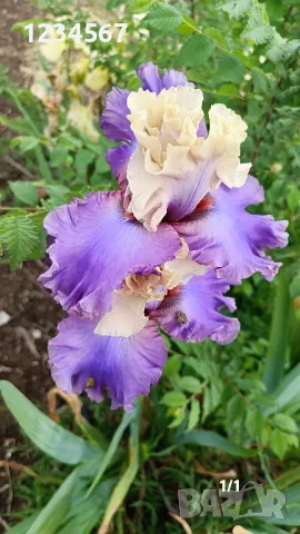 Сортови ириси високи брадати ириси Ризоми, снимка 7 - Градински цветя и растения - 50398180