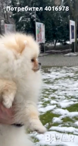 Померан Момче с Родословие , снимка 2 - Померан - 53691313