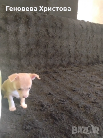  Чистокръвни пинчери!Мъжко и женско!, снимка 8 - Пинчер - 53620606