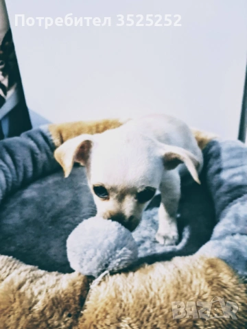 ПРОДАВАМ  МИНИ  ЧИХУПИНЧЕР НА 45 Д. !, снимка 4 - Чихуахуа - 53613753