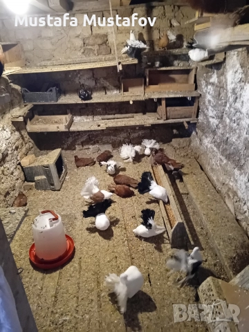 ПРОДАВАМ ФЕНЕРЛИИ , снимка 11 - Гълъби - 52806875