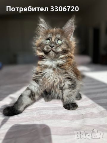 Maine coon коте , снимка 1 - Мейн кун - 46434747