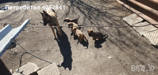 Белгийска овчарка