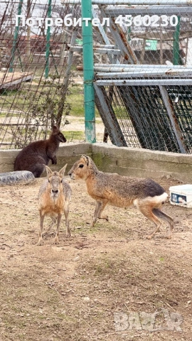 Патагонска мара, снимка 2 - Други животни - 53910145