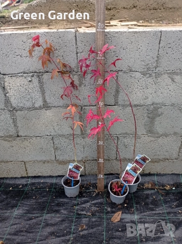 Acer японски клен 