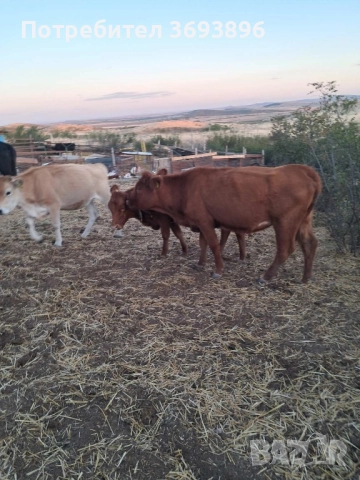 Продавам стадо месодайни крави , снимка 4 - Крави - 52436918