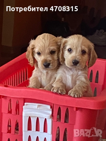 Кокер шпаньол карамел момче ваксина, снимка 10 - Кокер шпаньол - 54250228