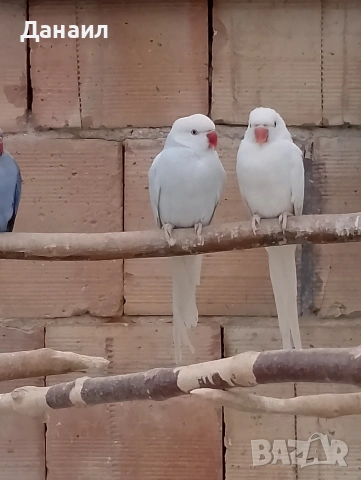 Малък Александър , снимка 3 - Папагали - 53636026