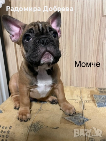 Френски булдог, снимка 10 - Френски булдог - 53711301