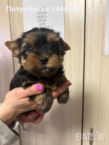 Женско йорки , снимка 11 - Йоркширски териер - 53797849