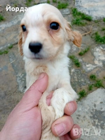 Английски Кокер 