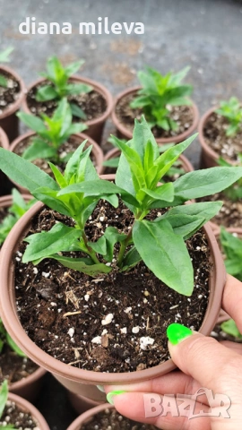 Пенстемон лилав, Penstemon polaris Purple, студоустойчив, снимка 8 - Градински цветя и растения - 54093394