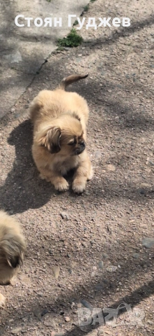 Две женски пекинезчета