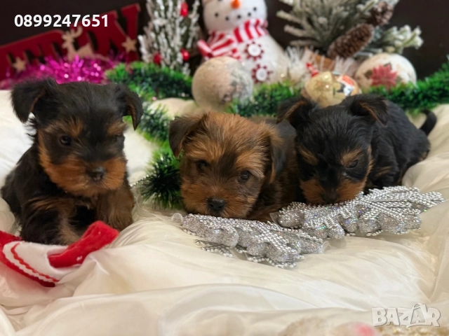 Йоркширски териер мини , снимка 5 - Йоркширски териер - 52898597