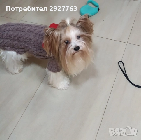 Бивер йоркширски териер, снимка 11 - Йоркширски териер - 52475821