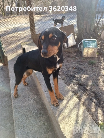 Ловни кучета