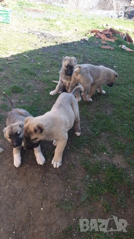 Породисти КАНГАЛИ., снимка 8 - Кангал - 53622874