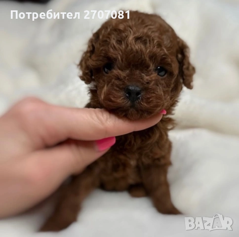 Той пудел, снимка 2 - Пудели - 40734260