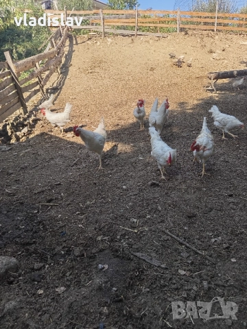 свободни работещи петлета