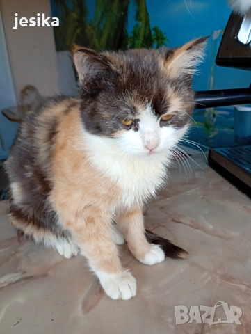 малки сладки котенца полуперсийчета , снимка 11 - Други - 52403277