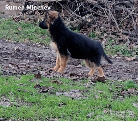 Немски Овчарки малки кученца , снимка 3 - Немска овчарка - 52998057