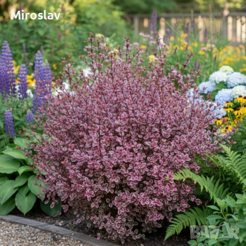 Магически Дракон, снимка 5 - Градински цветя и растения - 53906060