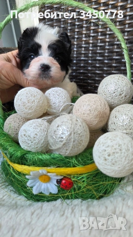 мини бивър момченце, снимка 3 - Йоркширски териер - 54224506