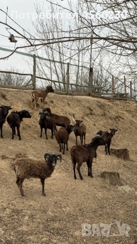 Мини овце холандски, снимка 4 - Овце - 53910285