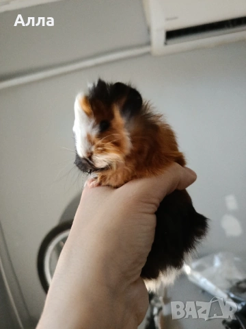 Има в наличност 3 морски свинчета , снимка 2 - Морски свинчета - 53289003