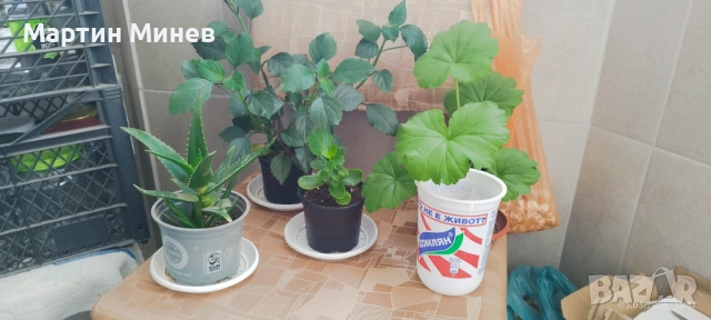 Комплект 6 цветя за 20 евро