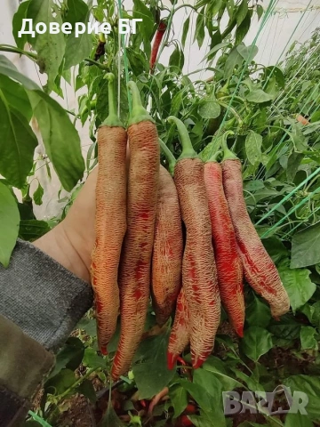 Семена от шестте най-лютите чушки на планетата : 1. Каролина Рийпър (Carolina Reaper) Средна лютивин, снимка 10 - Оранжерии - 31175677