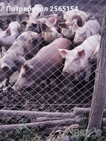 Прасета 120-130кг, снимка 2 - Прасета - 51960257