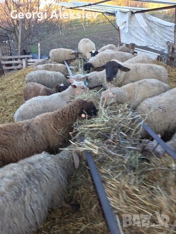 23 броя овце от месодайни породи , снимка 7 - Овце - 54155783