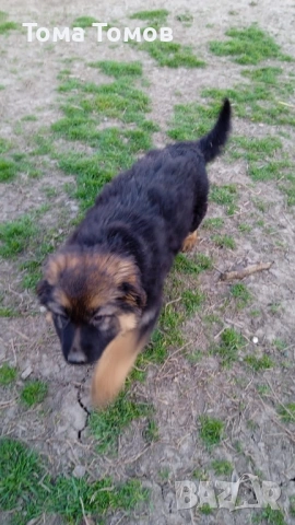 Чистокръвнa женска немскa овчаркa на 2 месеца 300 евро, снимка 3 - Немска овчарка - 53839044