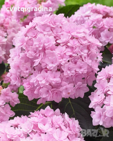 Hydrangea macr. "Romance"(Хидрангеа Романс)