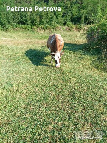 Продава се стелна крава, снимка 1 - Крави - 46289961