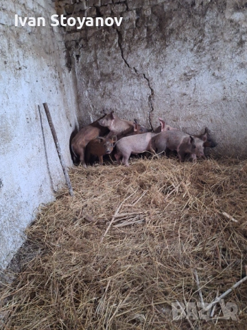 Прасенца , снимка 5 - Прасета - 54025339